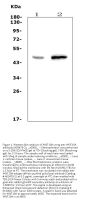 Anti-Wnt10a Picoband® Antibody