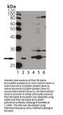 Anti-CRYAB/Alpha B Crystallin Antibody