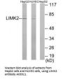 Anti-LIM domain kinase 2 LIMK2 Antibody