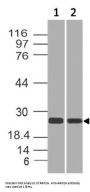 Anti-RAP2A Antibody