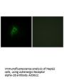 Anti-Adrenergic Receptor alpha-2B ADRA2B Antibody