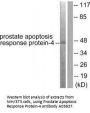 Anti-Prostate Apoptosis Response Protein-4 PAWR Antibody