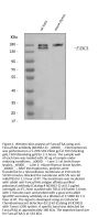 Anti-Fanca/FAA Antibody Picoband®