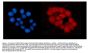 Anti-ORC5L/ORC5 Antibody PicobandÂ®