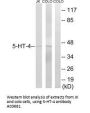 Anti-5-HT-4 HTR4 Antibody