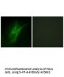Anti-5-HT-4 HTR4 Antibody