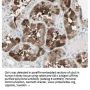 Anti-Cbl-c Antibody