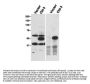 Anti-Cbl-c Antibody