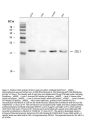 Anti-ARL1 Antibody Picoband®