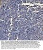 Anti-Annexin VI/ANXA6 Antibody Picoband®