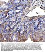 Anti-Annexin VI/ANXA6 Antibody Picoband®