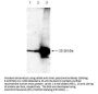 Anti-Smac/Diablo Antibody