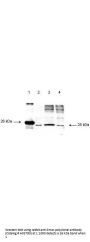 Anti-Smac/Diablo Antibody