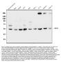 Anti-DDX6 Antibody PicobandÂ®