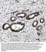 Anti-DDX6 Antibody PicobandÂ®
