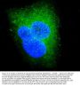 Anti-DDX6 Antibody PicobandÂ®