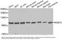 Anti-ERAB HSD17B10 Antibody