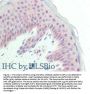 Anti-Glypican-1 Antibody