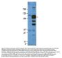 Anti-Glypican-1 Antibody