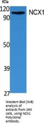 Anti-NCX1 SLC8A1 Antibody