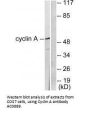 Anti-Cyclin A Antibody