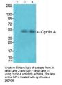 Anti-Cyclin A Antibody
