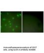 Anti-Cyclin A Antibody