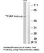 Anti-TRXR2 TXNRD2 Antibody
