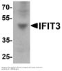 Anti-IFIT3 Antibody