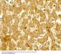 Anti-IFIT3 Antibody