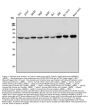 Anti-Tubulin alpha Antibody Picoband®