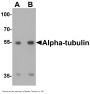 Anti-alpha-Tubulin TUBA1A Antibody