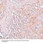 Anti-ZIP8 SLC39A8 Antibody