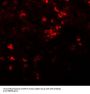 Anti-ZIP8 SLC39A8 Antibody