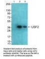 Anti-USF2 Antibody