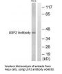Anti-USF2 Antibody