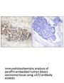 Anti-USF2 Antibody