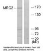 Anti-MRC2/Endo180 Antibody