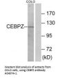 Anti-CEBPZ/Cbf2 Antibody