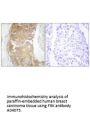 Anti-Tyrosine-protein kinase FRK FRK Antibody