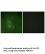 Anti-Tyrosine-protein kinase FRK FRK Antibody