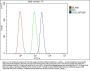 Anti-CHD2 Antibody Picoband®
