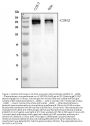 Anti-CHD2 Antibody Picoband®