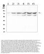 Anti-OLFM4 Antibody Picoband®