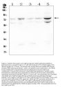 Anti-OLFM4 Antibody Picoband®