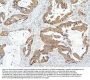 Anti-OLFM4 Antibody Picoband®