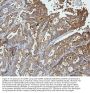 Anti-OLFM4 Antibody Picoband®