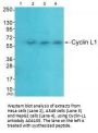 Anti-Cyclin-L1 CCNL1 Antibody