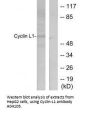Anti-Cyclin-L1 CCNL1 Antibody