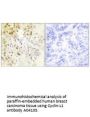 Anti-Cyclin-L1 CCNL1 Antibody